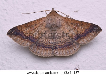 macro image of an Erebid Moth