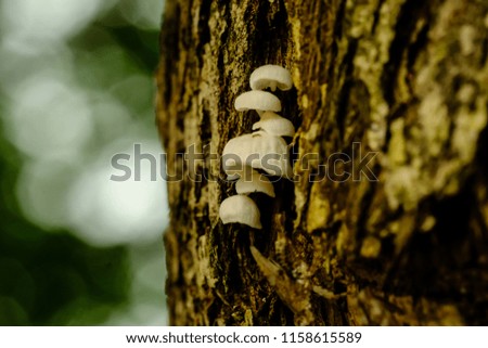 Mushroom on wood, blurred photo, macro photo