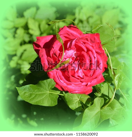 Great roses. Nice flowers in the garden in midsummer, in a sunny day. Green landscape