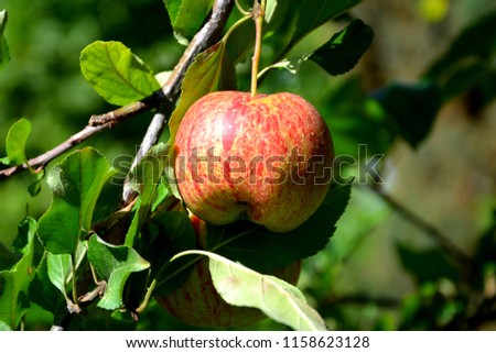 Fruit madness. Small apples in an apple tree in orchard, in early summer