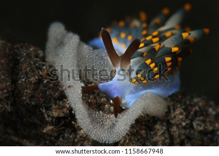Nudibranch Trinchesia sp. putting eggs. Picture was taken in Lembeh, Indonesia