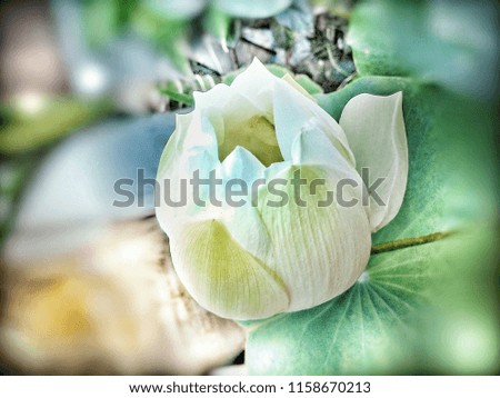  white lotus background is blurry green for a beautiful background.