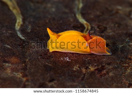Batwing sea slug making love. Picture was taken in Lembeh strait, Indonesia