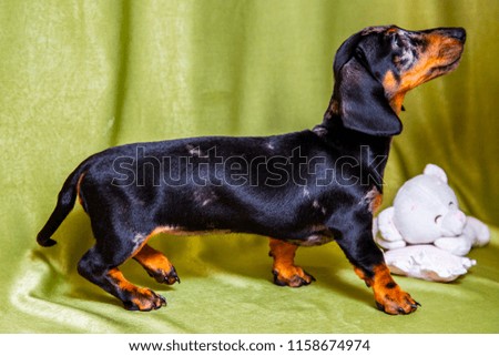 Puppy marble Dachshund on a green background