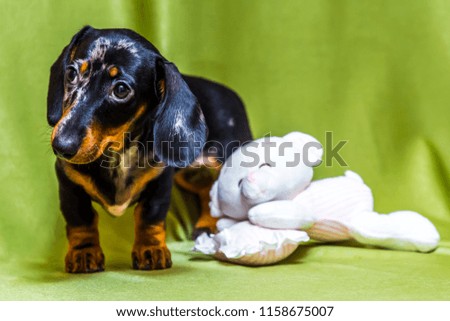 Puppy marble Dachshund on a green background