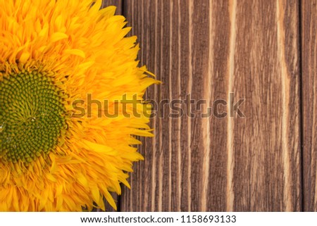 Bright yellow sunflower on a weathered brown wooden background (top view, copy space on the right for your text), retro style