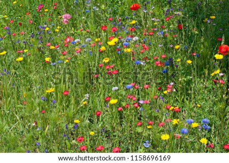 Summer meadow with lots of different blooming wild summer flowers Royalty-Free Stock Photo #1158696169
