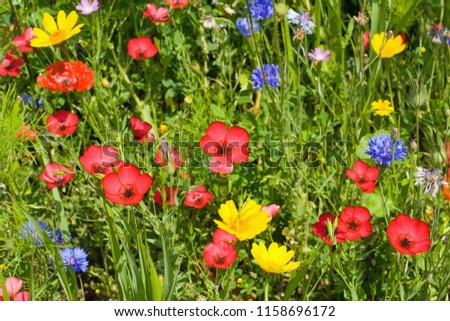 Summer meadow with lots of different blooming wild summer flowers Royalty-Free Stock Photo #1158696172