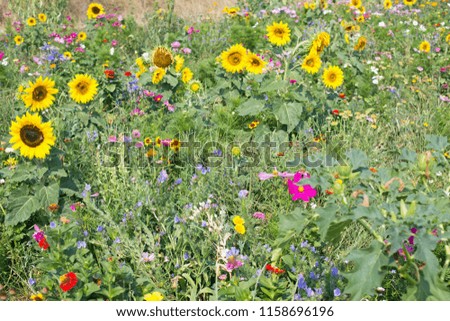 Summer meadow with lots of different blooming wild summer flowers