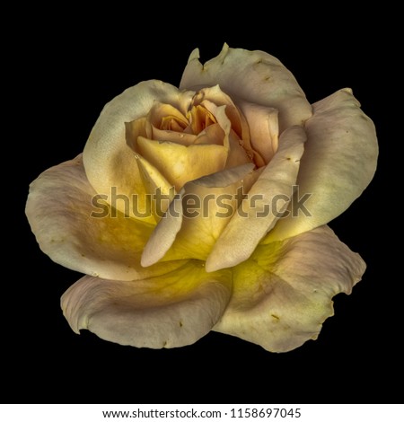 Pastel color fine art still life floral macro flower portrait of a single isolated yellow golden shining rose blossom with rain water drops, black background,detailed texture,vintage painting style 