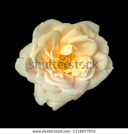 Bright color fine art still life floral macro flower portrait of a single isolated yellow rose blossom on black background with detailed texture seen from the top