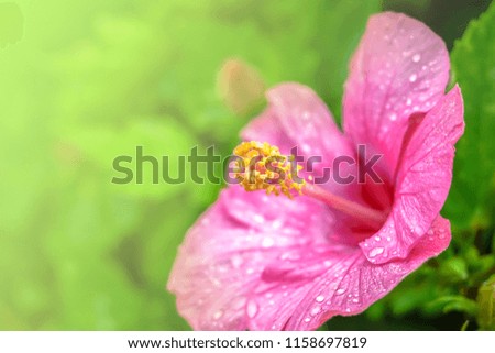 Pink flower hibiscus flower garden.