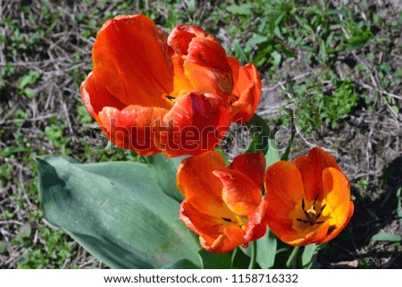 Orange Tulips Topview