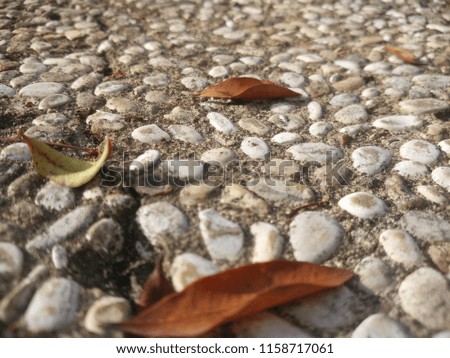 dry leaves that are exposed to the wind fall to the ground