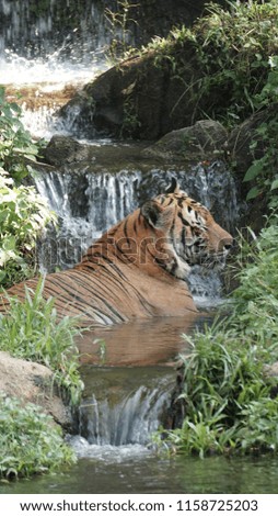 Malayan Tiger at Zoo