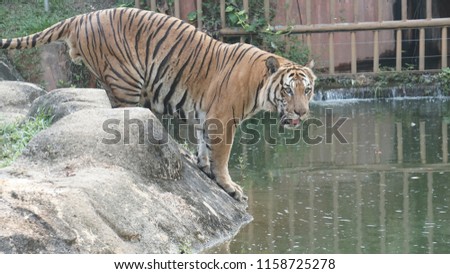 Malayan Tiger at Zoo 