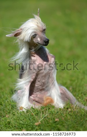Old Chinese crested dog on grass