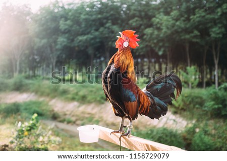 Rooster crowing in the morning with sunrise. Royalty-Free Stock Photo #1158729079