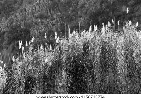 View of reeds in Turkey as a black and white photo.