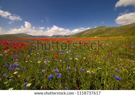 Flowering field - blooming poppies and lentils at Piano Grande, Castelluccio, Italy, landscape, background, copyspace, non-urban scene