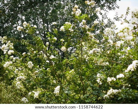 Beautiful Background Of Green Tree And White Flowers