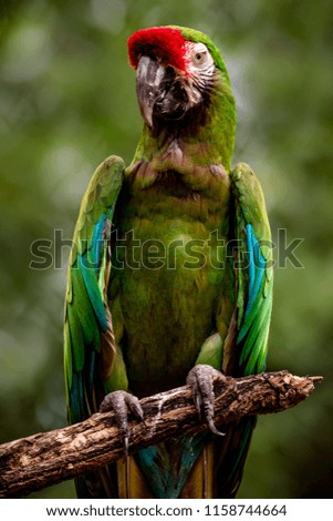 Military macaw portrait