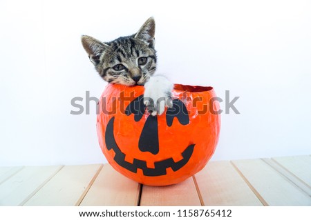 On the floor is an orange pumpkin with a kitten inside. Animal in a suit. Holiday Halloween.