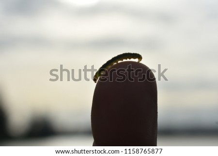 tropical tiny green grass worm climbing on finger