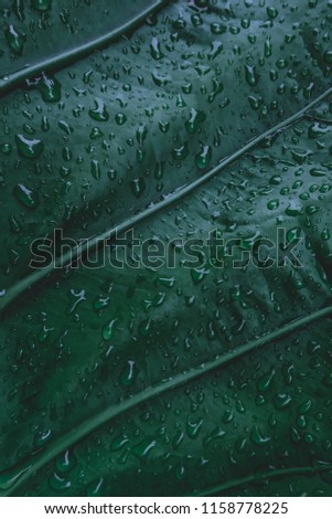 Abstract dark green tropical leaves after rain drops in monsoon season