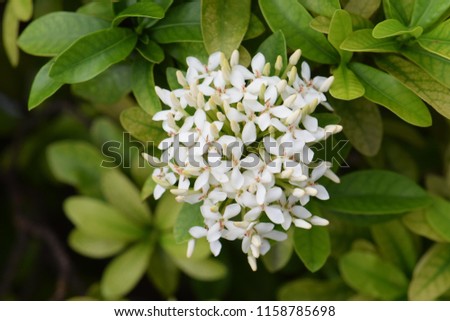 White Ixora on a bush in a garden, West Indian Jasmine