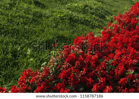 Beautiful red flowers in front of green grass 