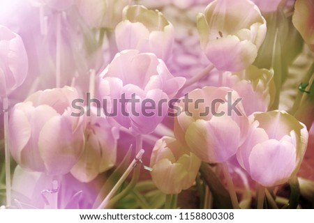 Tulip flowers soft focus blurred style for background