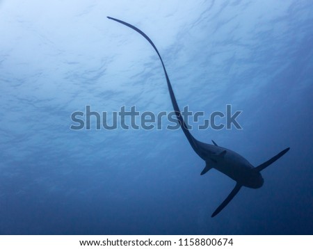 The long tail fin of a thresher shark silouettes against the surface.