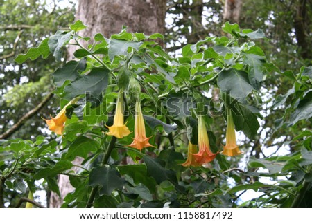 Yellow with orange-pink shade flowers of angel's trumpets or Brazil's white angel trumpet or angel's tears or snowy angel’s trumpet (Brugmansia suaveolens) 