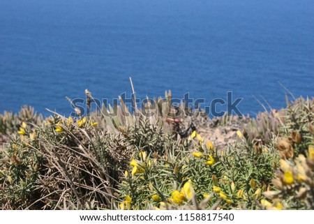 Gorse or furze or whin (Ulex densus) small bright yellow flowers on blue ocean background 