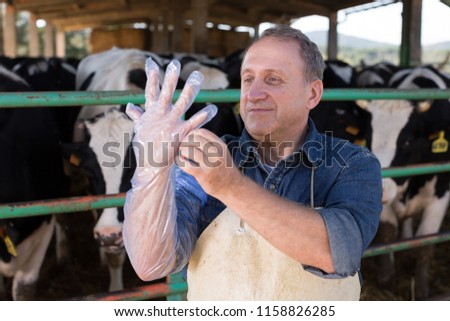 professional farmer prepares for artificial insemination of cows