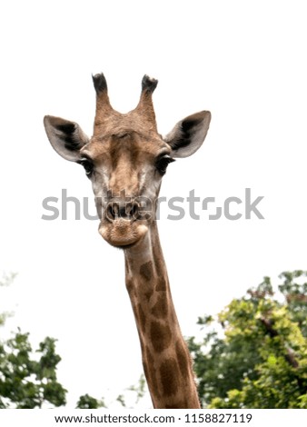 Giraffes are looking