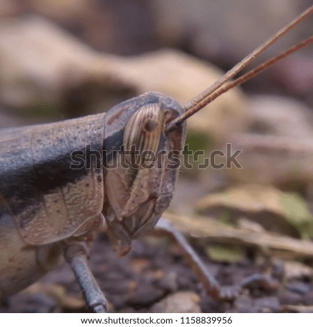 grasshopper's eyes black
