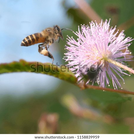 flying bee flower