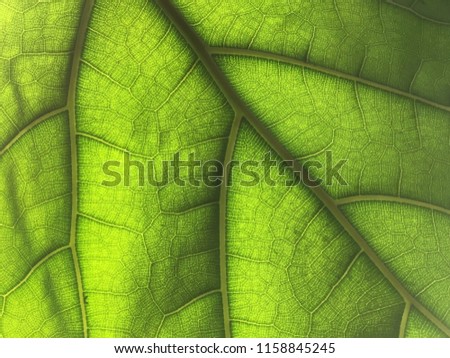 Natural pattern of leaves