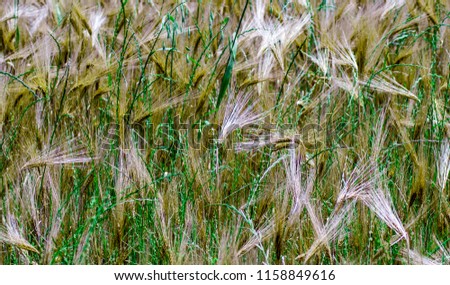 Wheat field close-up,Tuscany,Italy.