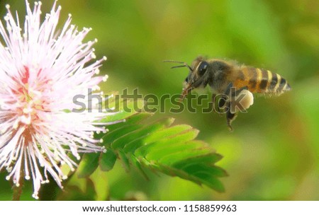 bee flower wild nature bokeh