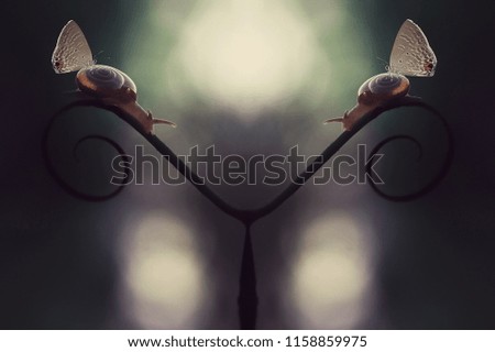 butterfly and snails concept macro
