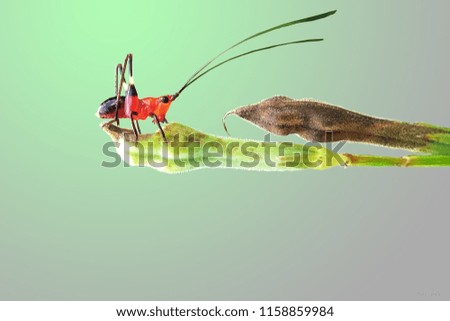 grasshopper's plant stems