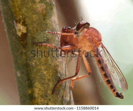 Robber fly gold eat yellow