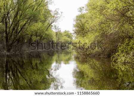 Water and trees