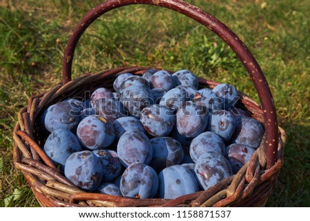  Closeup picture of wickerwork handbasket full of fresh juicy riped blue plums from organic farming just harvested in garden standing in the grass at summer sunny evening                              