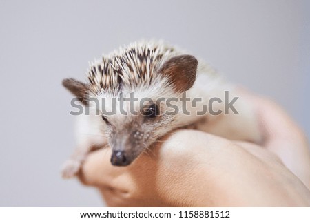 Cute decorative hedgehog on his hands