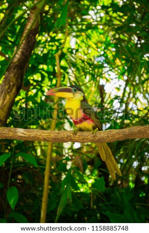 Toucan bird sitting on a branch. Wildlife. Florida. USA. 