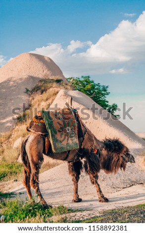 Beautiful camel in Cappadocia